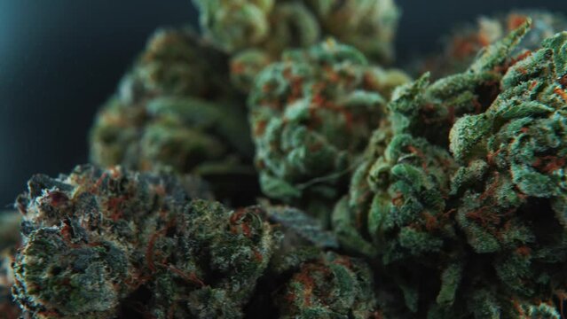 A macro cinematic detailed crispy shot of a cannabis plant, hybrid strains, Indica and sativa ,marijuana flower, on a 360 rotating stand, slow motion, 4K video, studio lighting