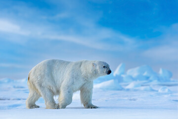 Naklejka na ściany i meble Ice walk, polar bear in the Artic, Svalabard, Norway.