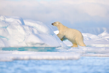 Wildlife - polar bear on drifting ice with snow feeding on killed seal, skeleton and blood, wildlife Svalbard, Norway. Beras with carcass, wildlife nature. Carcass with blue sky and clouds. © ondrejprosicky