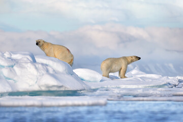 Wildlife - polar bear on drifting ice with snow feeding on killed seal, skeleton and blood, wildlife Svalbard, Norway. Beras with carcass, wildlife nature. Carcass with blue sky and clouds. © ondrejprosicky