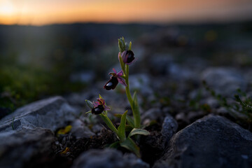 Wild flower on green meadow, ophrys. Ophrys bertolonii, hybrid flower Gargano in Italy. Flowering...