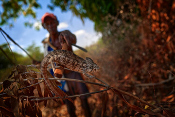 Man with the chameleon in the forest, Kirindy in Madagascar. Human with ling tail lizard.