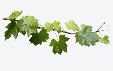 Fototapeta na wymiar Grape leaves isolated on white.