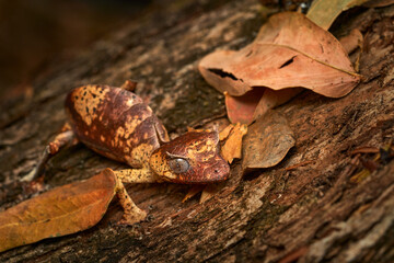 Satanic leaf-tailed gecko, Uroplatus phantasticus, lizard from Ranomafana National Park, Madagascar. Leaf look gecko in the nature habitat, night photo in green vegetation. Widlife Madagascar, dragon.