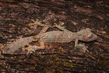 Mossy leaf-tailed gecko, Uroplatus sikorae, Reserve Peyrieras, lizaed in the nature habitat. Gecko from Madagascar. Lizard camouflaged in the trunk. Madagascar endemic wildlife nature. Africa travel.