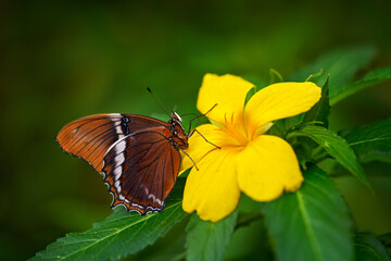 Rusty-tipped Page, Siproeta epaphus, orange insect on flower bloom in the nature habitat.  a butterfly in Brazil, South America. Wildlife nature. Tropic butterfly in the jungle forest. Close-up detail