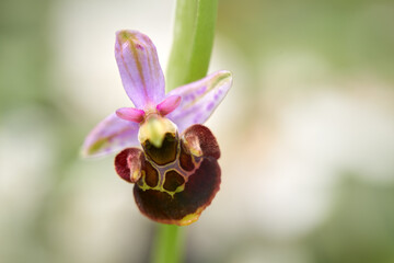 Ophrys holoserica holubyana, bee orchid, flowering European terrestrial wild orchid, nature...