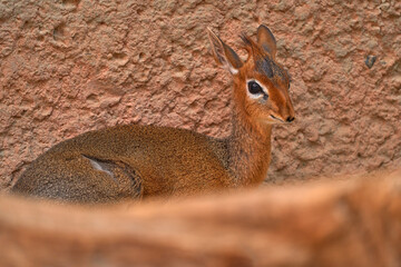 Close-up big eye head portrait of Anetelope, Kirk's dik-dik, Madoqua kirkii, small antelope native to Eastern Africa.  Kirk's dik-dik from Samburu reserve, Kenya.