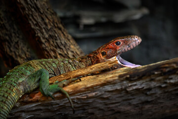 Guyana Caiman lizard, Dracaena guianensis, animal from Ecuador, South America. Guyana Caiman lizard with open muzzle in the nature forest habitat. Reptile on the tree trunk, Ecuador wildlife.