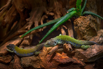 Ocellated lizard, Timon lepidus, small green blue lizard from Spain. Pair in the nature habitat, Europe, Nature Wildlife.