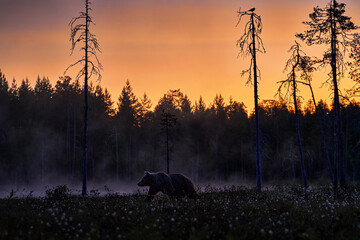 Night in taiga, Bear with lake fog, sunset. Autumn trees with bear. Beautiful brown bear walking...