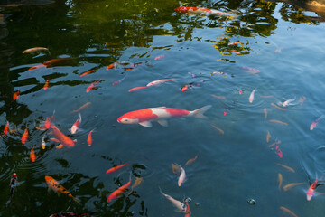 Colorful fancy carp fish (koi fish) in a garden pond in Japan,nishikigoi or orange carp.