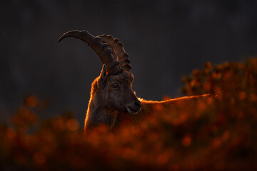 Alp ibex sunset. Switzerland wildlife. Ibex, Capra ibex, horned alpine animal with rocks in...