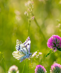 Wild flowers of clover and butterfly in a meadow in nature in the rays of sunlight in summer in the spring close-up