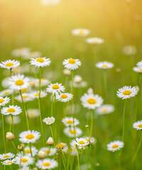 field of daisies on a blurry background