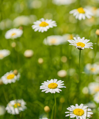 field of daisies on a blurry background