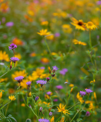 Natural colorful landscape with many wild flowers against. A frame with soft selective focus.