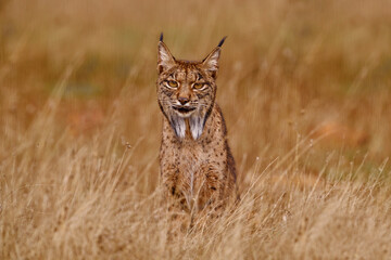 Iberian lynx, Lynx pardinus, wild cat endemic to Iberian Peninsula in southwestern Spain in Europe. Rare cat walk in the nature habitat. Canine feline with spot fur coat, sunset light. Spain wildlife.