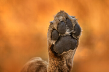 Paw hoof of lion leg foot. Africa wildlife, Cute lion cub with mother, African danger animal,...