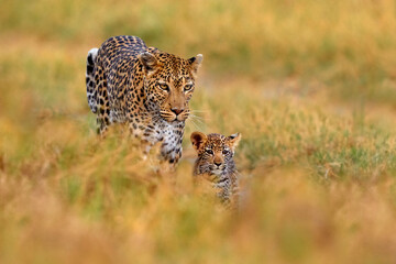 Leopard cub with mother walk. Big wild cat in the nature habitat, sunny day on the savannah, Khwai river. Leopard kitten baby, hidden nice orange grass. Wildlife nature, Botswana wildlife. - obrazy, fototapety, plakaty