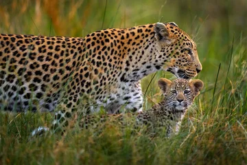 Fotobehang Luipaard Leopard kitten baby, hidden nice orange grass. Leopard cub with mother walk. Big wild cat in the nature habitat, sunny day on the savannah, Khwai river. Wildlife nature, Botswana wildlife.