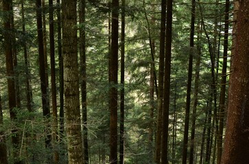 Fototapeta na wymiar View of tall green trees in forest