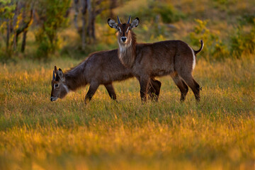 Nice African animal in the nature habitat, Okavango, Botswana. Wildlife from nature. Evening...