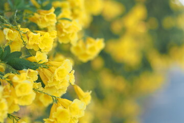 Golden Elegance: Selective Focus on Blooming Yellow Flowers by the Fence