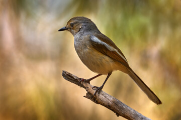 Madagascar magpie-robin, Copsychus albospecularis, bird sitting on the branch in the dry forest, Kirindy Forest in Madagascar. Endemic rare bird in the babitat.