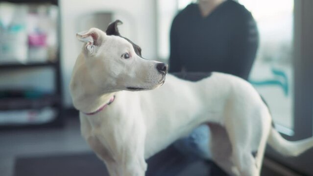 A dog waiting in the vet clinic reception office. Slow motion. 