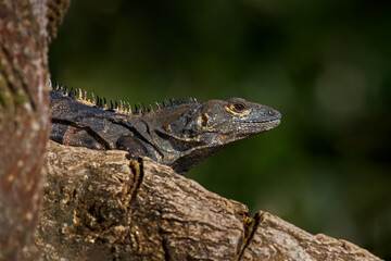 Reptile Black Iguana, Ctenosaura similis, sitting on the black stone. Wildlife animal scene from nature. Animal from the nature of Costa Rica, Cano Negro Reserve.