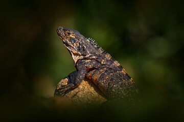 Reptile Black Iguana, Ctenosaura similis, sitting on the black stone. Wildlife animal scene from nature. Animal from the nature of Costa Rica.