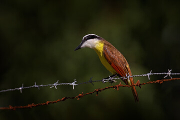 Barbed wire and Great Kiskadee, Pitangus sulphuratus, brown and yellow tropical tanager with dark green forest, nature habitat, Costa Rica. Wildlife scene from nature. Yellow bird, America.