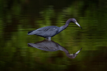 Costa Rica nature. Bird mirror reflection in the beautiful green water. Wildlife from tropical forest. Little Blue Heron, Egretta caerulea, in the water, Costa Rica.