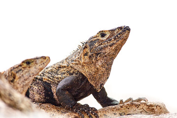 Lizard Black Iguana male and female, Ctenosaura similis, sitting on the stone. Wildlife animal scene from nature. Summer day with lizard with long tail, Central America. Lizar with white background.