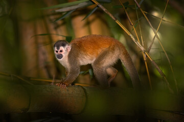 Squirrel monkey, Saimiri oerstedii, sitting on the tree trunk with green leaves, Corcovado NP, Costa Rica. Monkey in the tropic forest vegetation. Wildlife scene from nature. Beautiful cute animal.