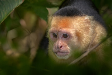 Costa Rica nature. White-headed Capuchin, black monkey sitting and shake one's fist on tree branch in the dark tropical forest. Wildlife of Costa Rica. Travel in Central America. Open muzzle with toot