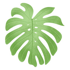 Drawing a monstera leaf . Place it on a white background. Vector illustration.