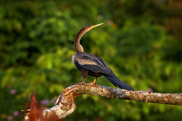 Costa Rica nature. Anhinga, water bird in the river nature habitat in Costa Rica. Bird with log neck and bill sitting on the branch above water. Black bird with pink flower tree bloom. Wildlife.