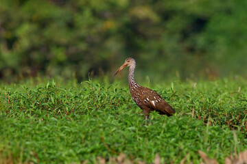Bird of Costa Rica. Limpkin courlan, Aramus guarauna, bird in water grass. Evening sun, motteled bird with evening back light, in the nature habitat, Pantanal, Brazil. Wildlife scene from nature.