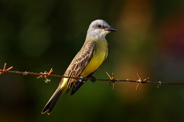 Bird of Costa Rica. Tropical Kingbird, Tyrannus melancholicus, exotic yellod grey bird form Cano Negro Reserve. Grey yellow bird sitting on the barbed wire in nature.
