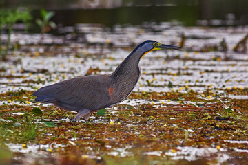 Costa Rica wildlife. Bare-throated Tiger-Heron, Tigrisoma mexicanum, in nature green vegetation. Water bird from tropical jungle.