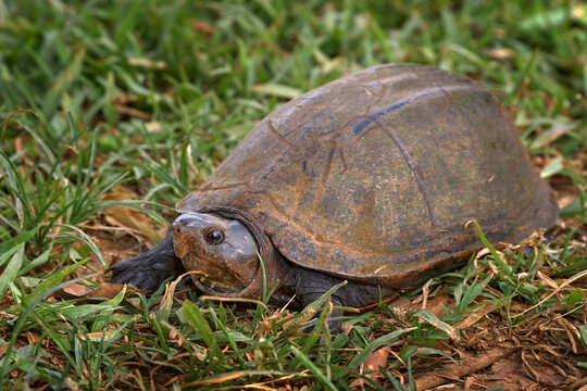 Scorpion mud turtle, Kinosternon scorpioides, turtle in the green grass near the water. Cano Negro Reserve in Costa Rica.  Tabasco mud turtle in the nature habitat. Costa Rica wildlife.