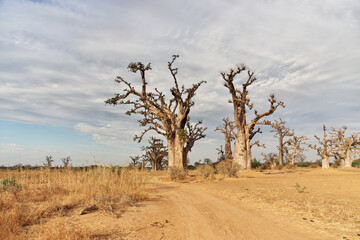 Obraz premium Baobab Grove close Dakar, Senegal, West Africa