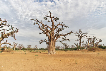 Baobab Grove close Dakar, Senegal, West Africa