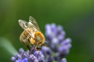 bee foraging on a lavender flower