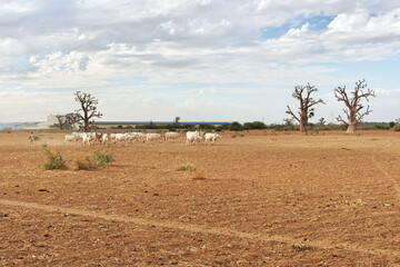 Some cows in baobab Grove close Dakar, Senegal, West Africa