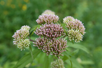 Closeup on the emerging flower heads of the hemp-agrimony or holy rope, Eupatorium cannabinum