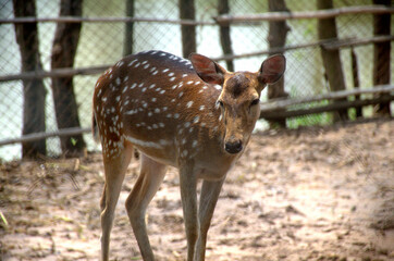 Roe deer in the zoo. The Bangladesh deer, also known as the chital or spotted deer, is a species of...