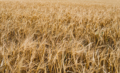 detail of gold rye in the field just before harvest